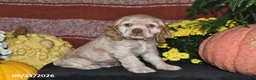 Cocker Spaniel dogs for sale: Sammy - Ad 4