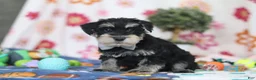 Miniature Schnauzer dogs for sale: Kenan - Ad 4