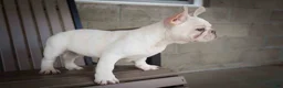 French Bulldog dogs for sale: Snoopy 🐶 - Ad 10