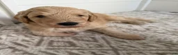 Goldendoodle dogs for sale: Kookie  - Ad 6