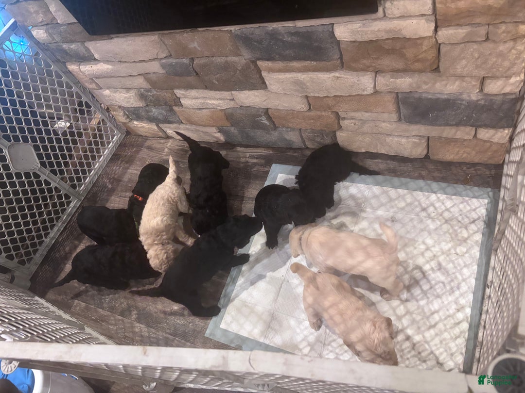 Labradoodle dogs for sale: Labradoodle Puppy 8 - Ad 5