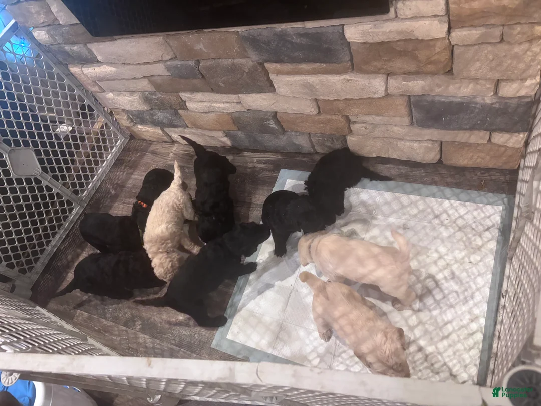 Labradoodle dogs for sale: Labradoodle Puppy 6 - Ad 3