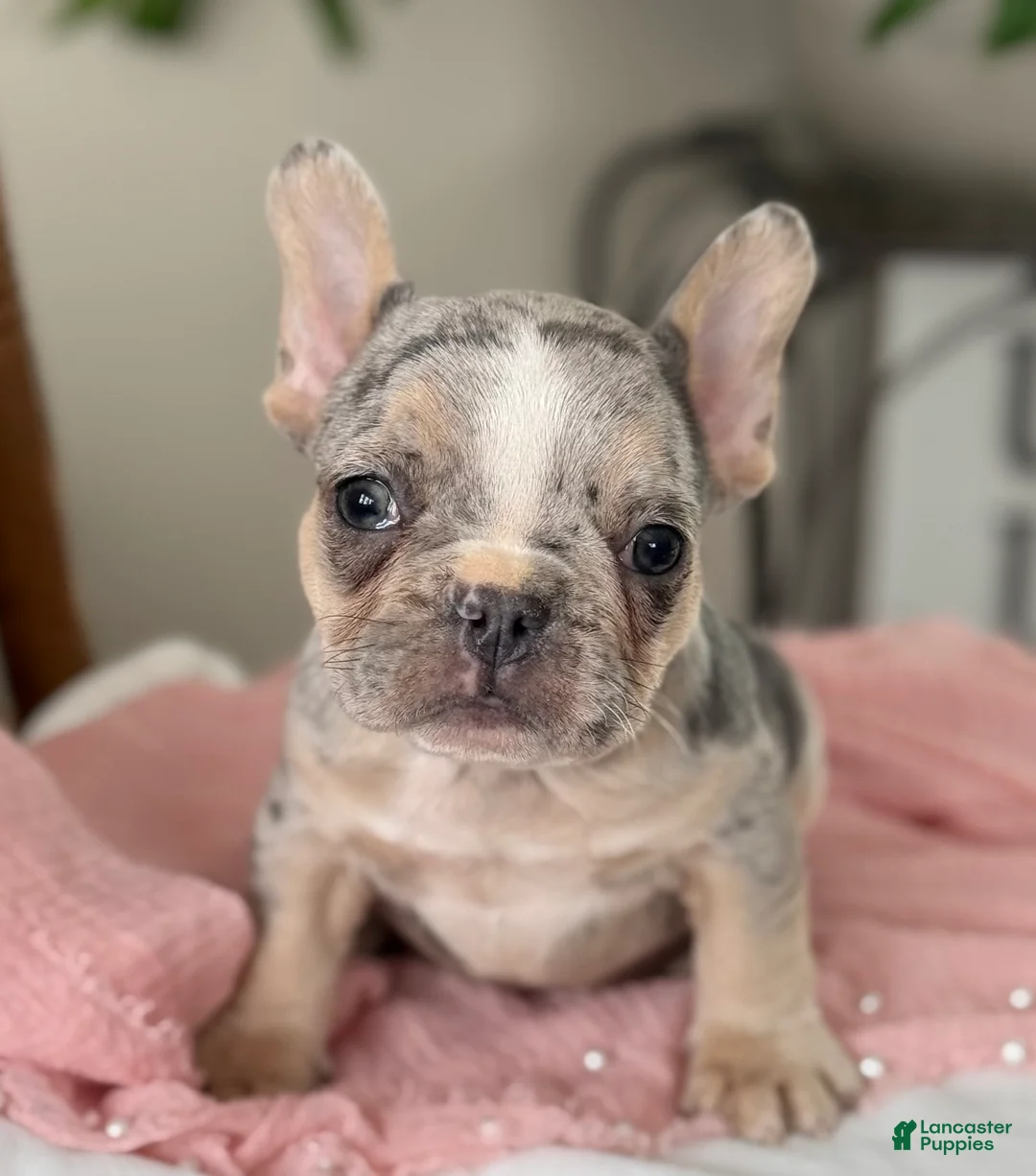 French Bulldog dogs for sale: Willow - Ad 4