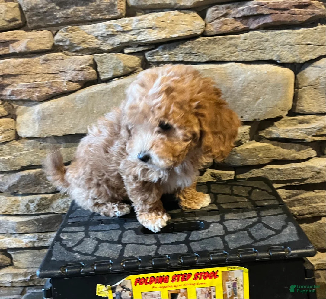 Bichpoo dogs for sale: Butterscotch  - Ad 4