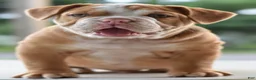Mixed Breed dogs for sale: Hercules Bulldog hybrid  - Ad 42