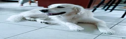 Golden Retriever dogs for sale: Green Boy - Ad 3