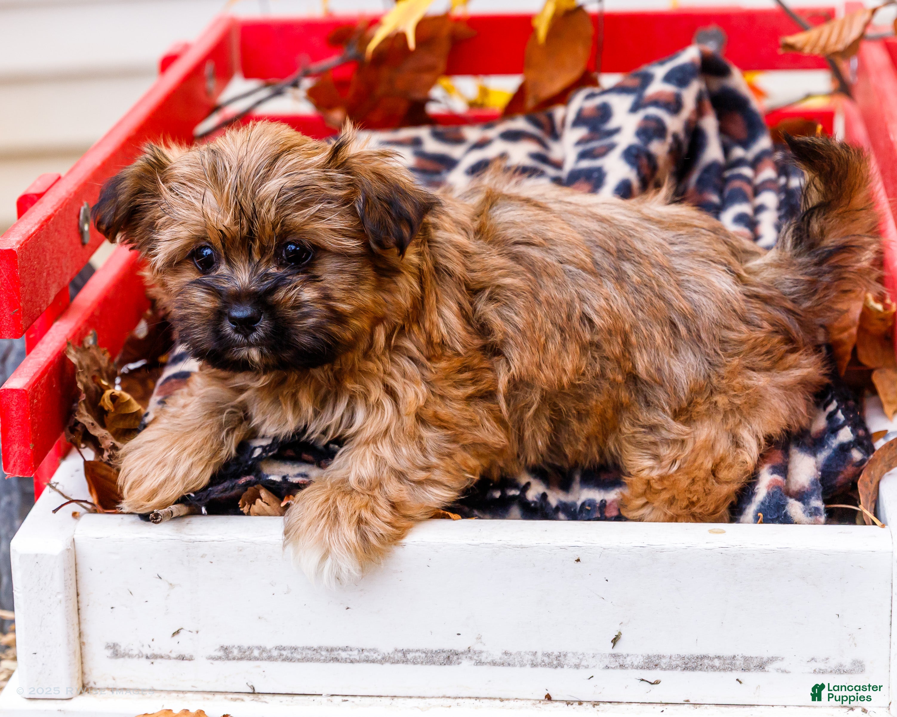 Shorkie dogs Lynette - Ad 12