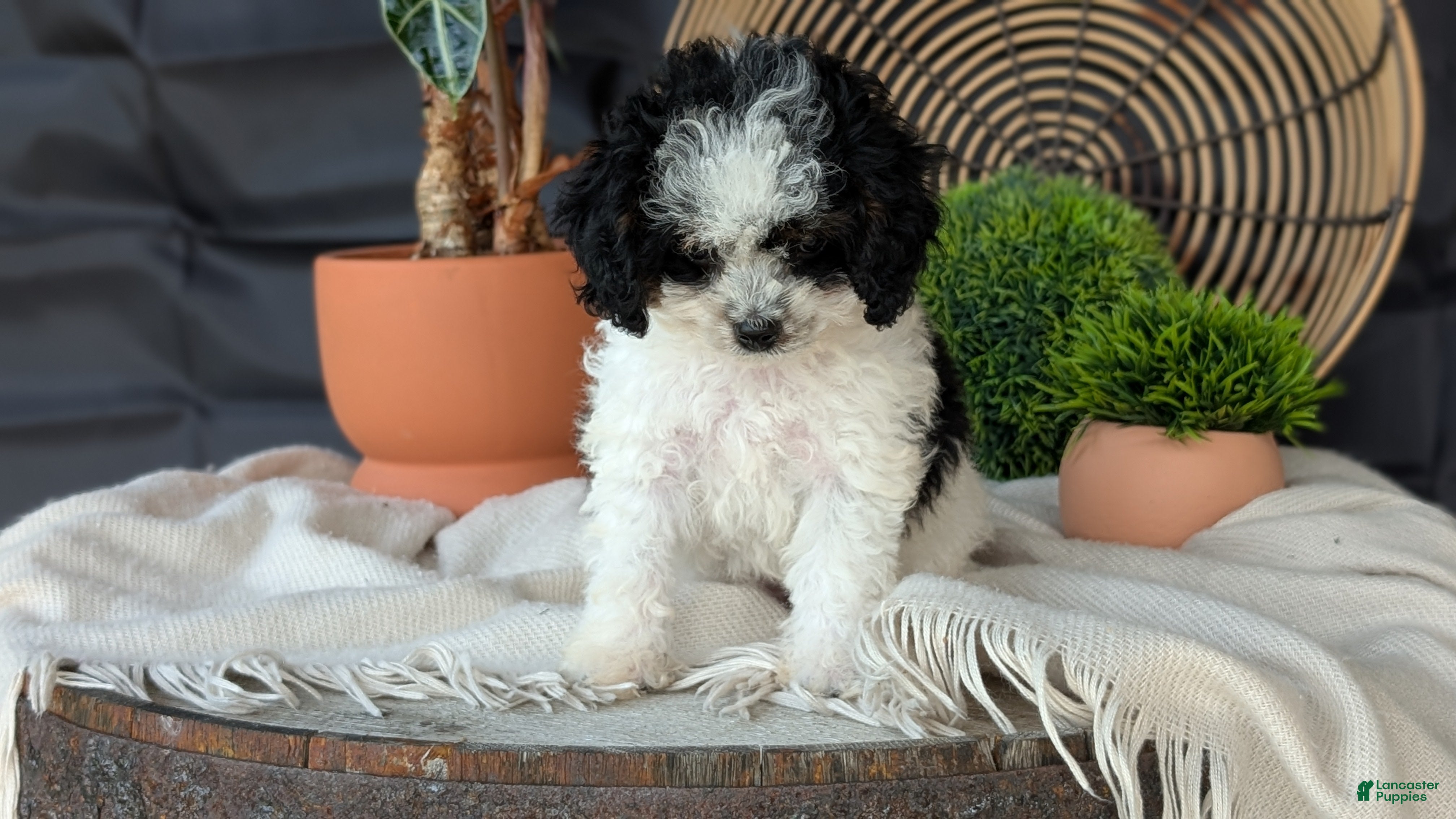 Cockapoo dogs Hazel - Ad 2