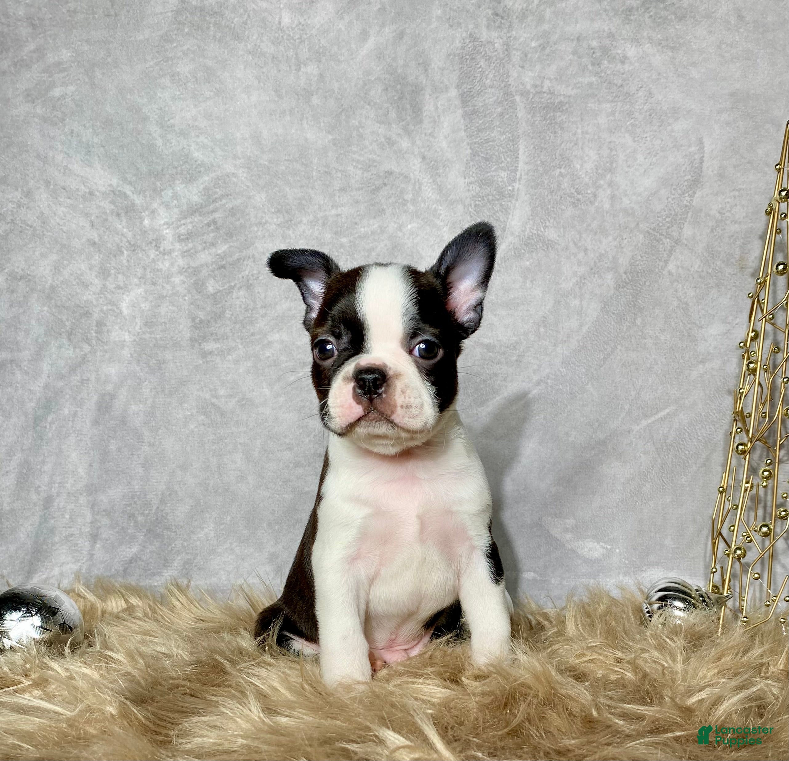 Boston Terrier dogs Cedar  - Ad 22