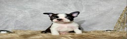 Boston Terrier dogs for sale: Cedar  - Ad 1