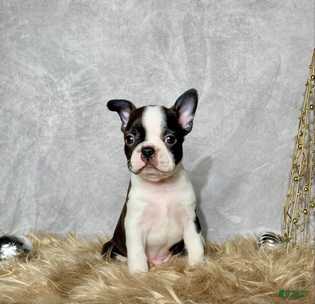 Boston Terrier dogs for sale: Cedar  - Ad 1