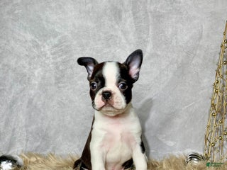 Boston Terrier dogs Cedar - Ad 31