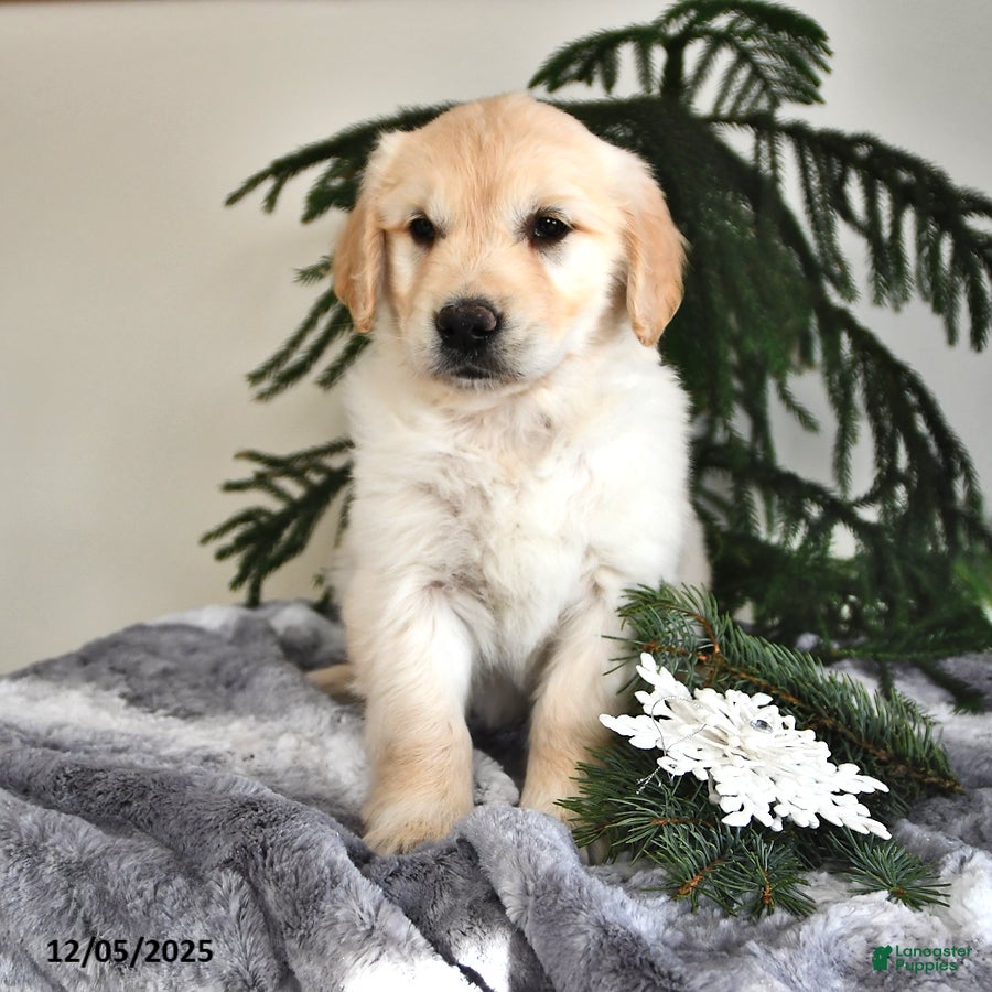 Golden Retriever dogs Wendy - Ad 6