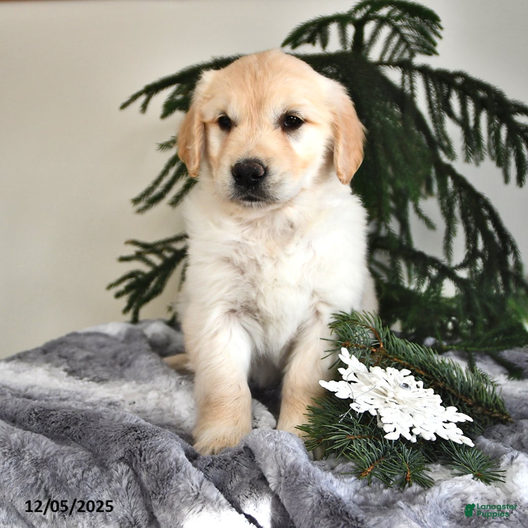 Golden Retriever dogs for sale: Wendy - Ad 1