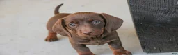Dachshund dogs for sale: Mocha - Ad 7