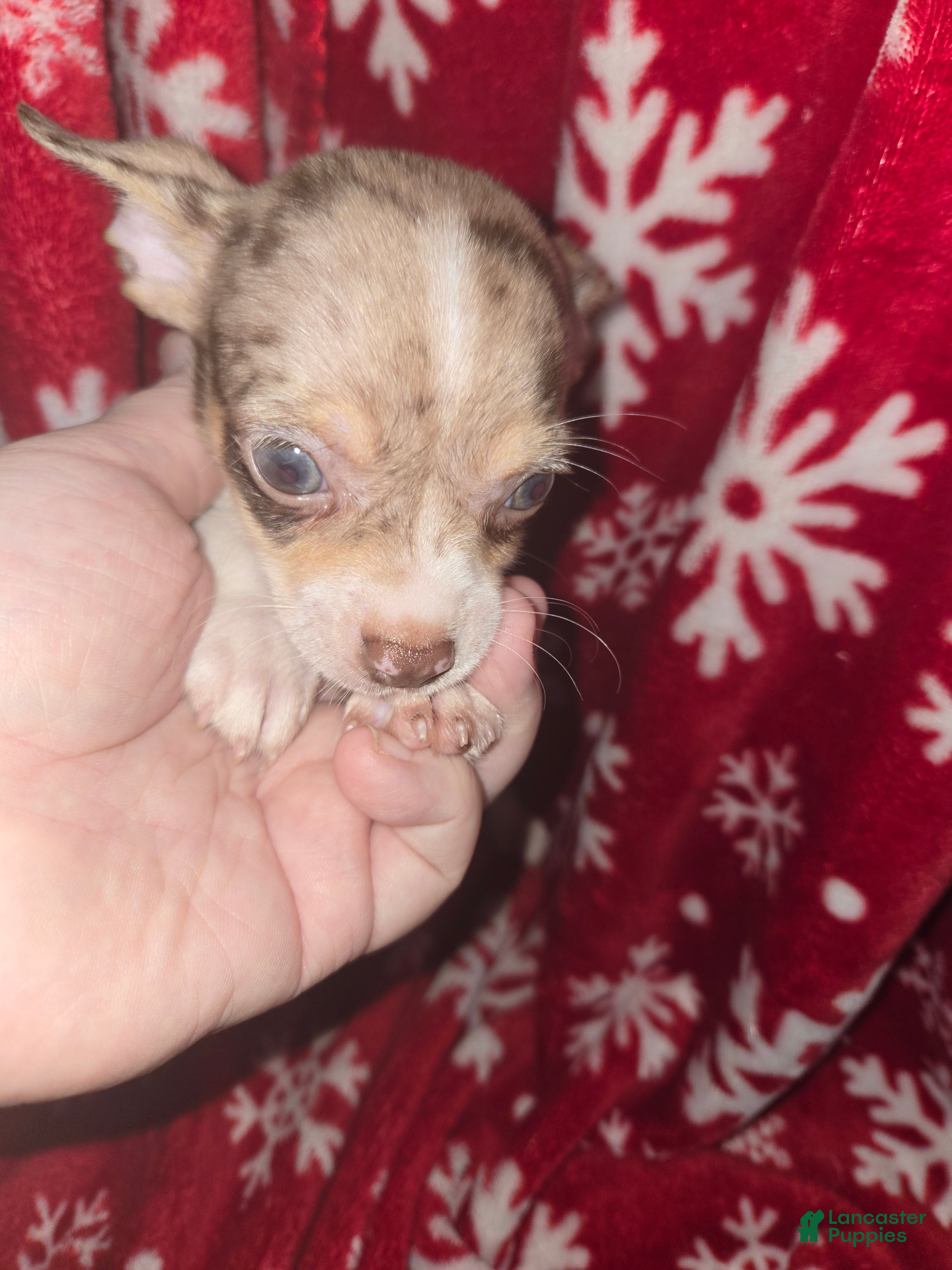 Chihuahua dogs Merle Boy - Ad 1