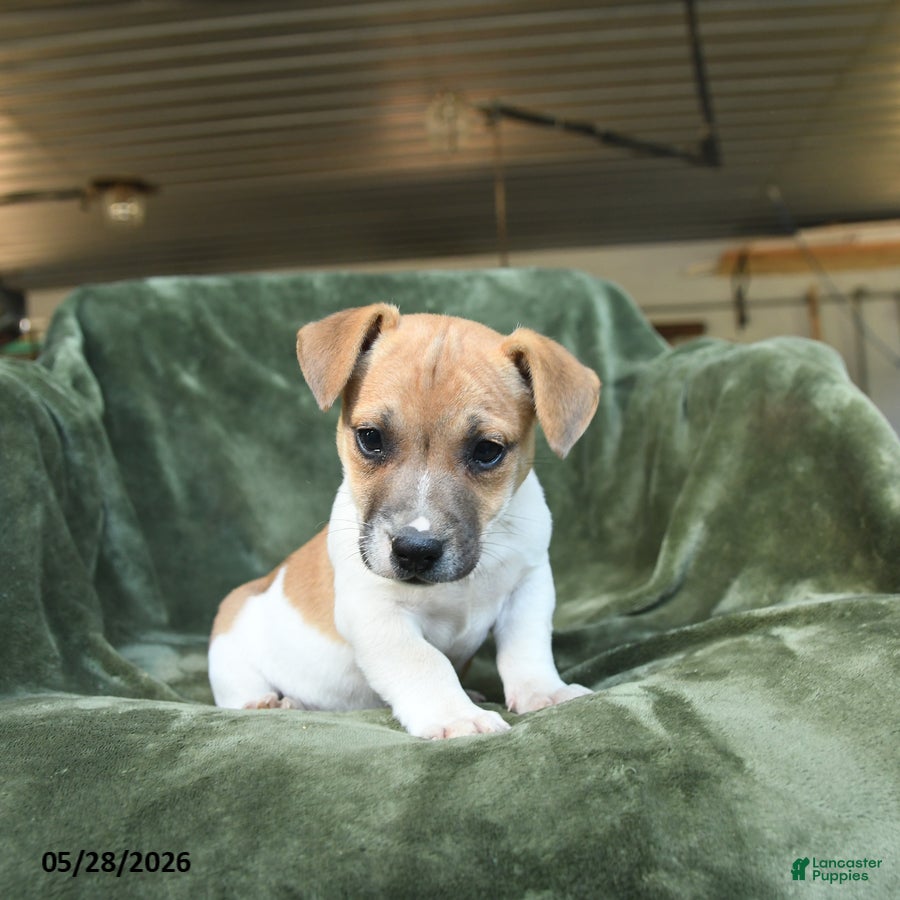 Jack Russell Terrier dogs Edgar - Ad 1