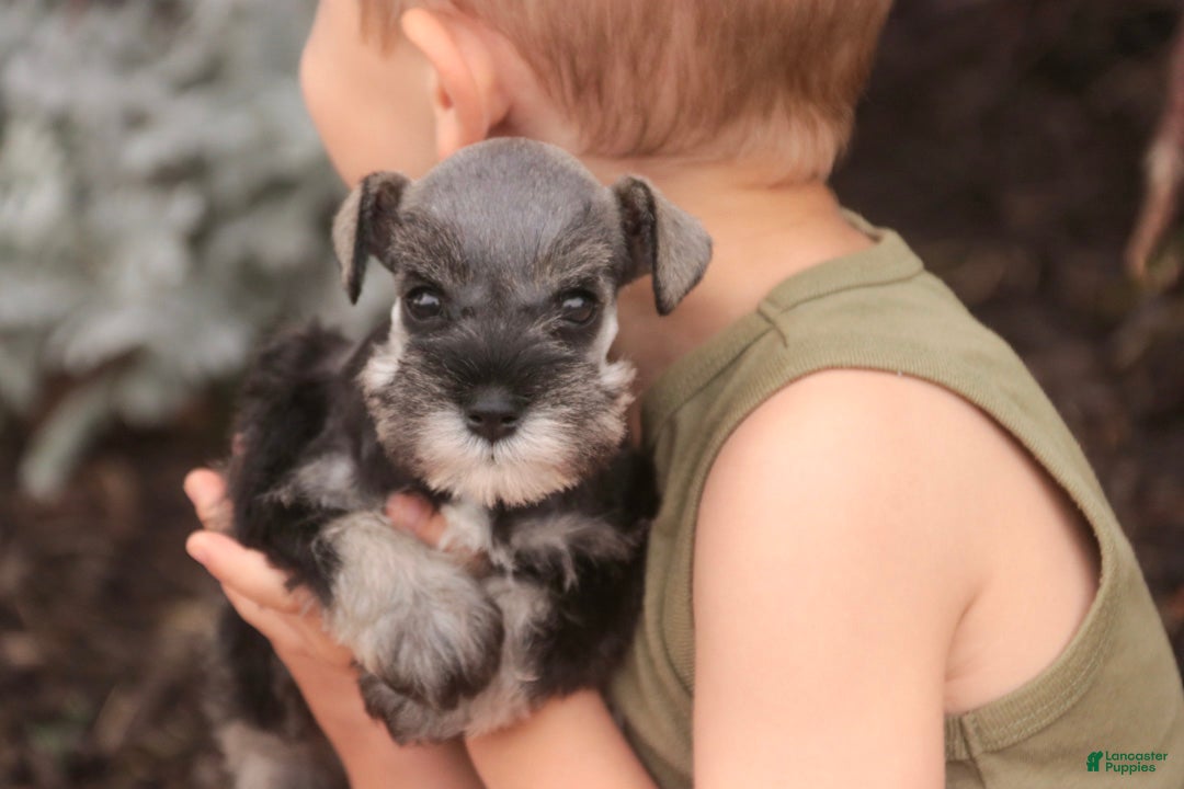 Miniature Schnauzer dogs Georgia Miniature Schnauzer - Ad 2