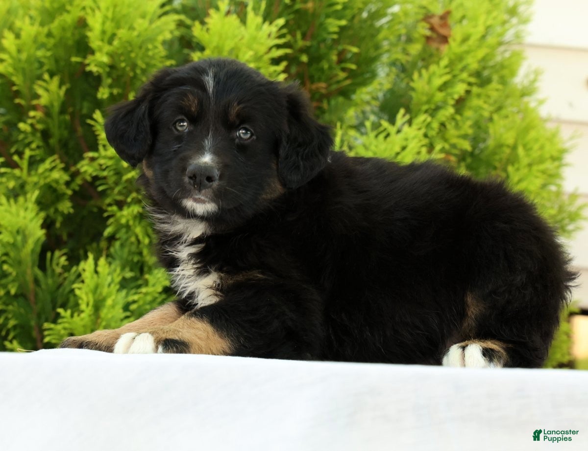 Australian Shepherd dogs for sale: Skyler - Ad 4