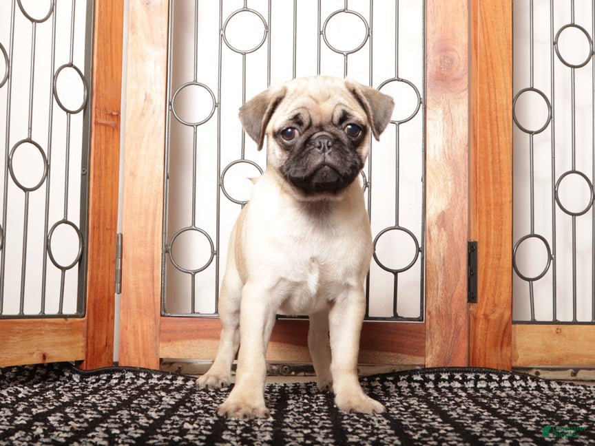 Pug dogs Willa - Silly Female Pug  - Ad 2