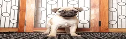 Pug dogs for sale: Willa - Silly Female Pug  - Ad 2