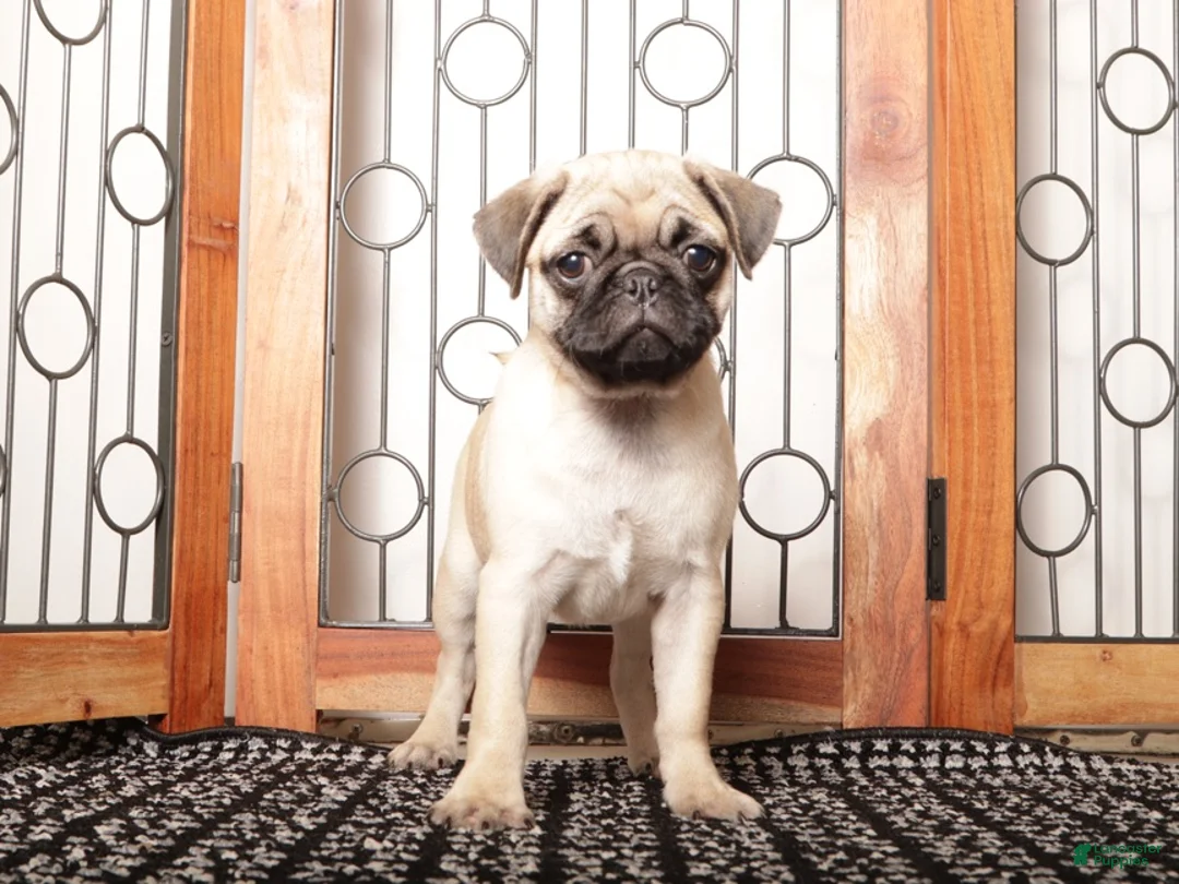 Pug dogs for sale: Willa - Silly Female Pug  - Ad 2