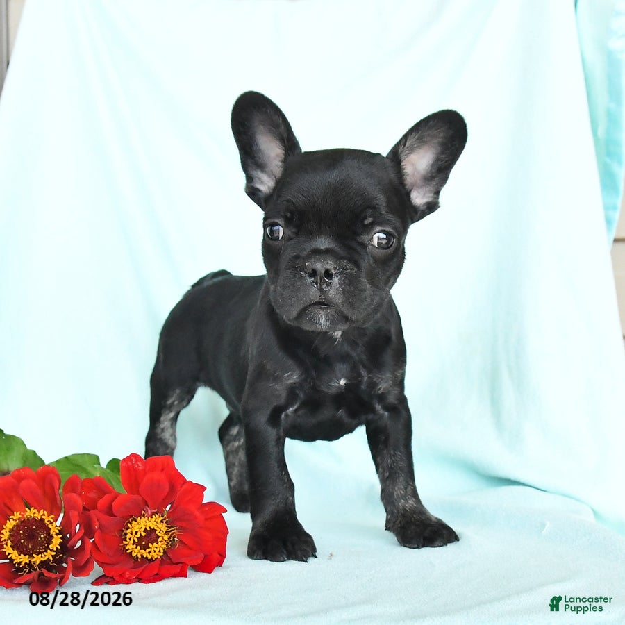 French Bulldog dogs Luke - Ad 1
