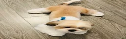 Shih Tzu dogs for sale: Shih Tzu 1 - Ad 4