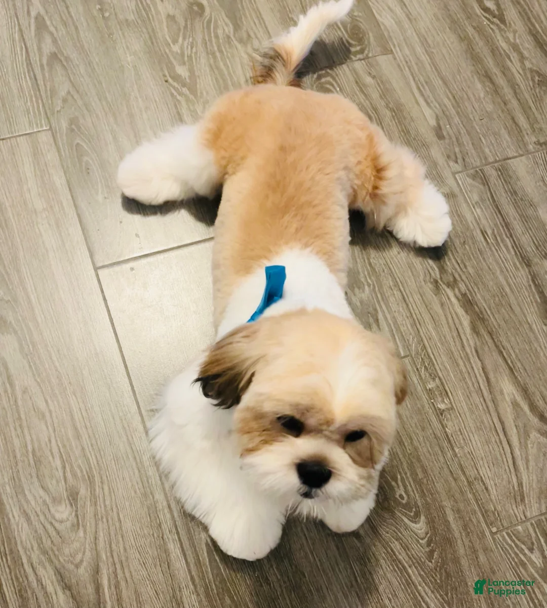 Shih Tzu dogs for sale: Shih Tzu 1 - Ad 4