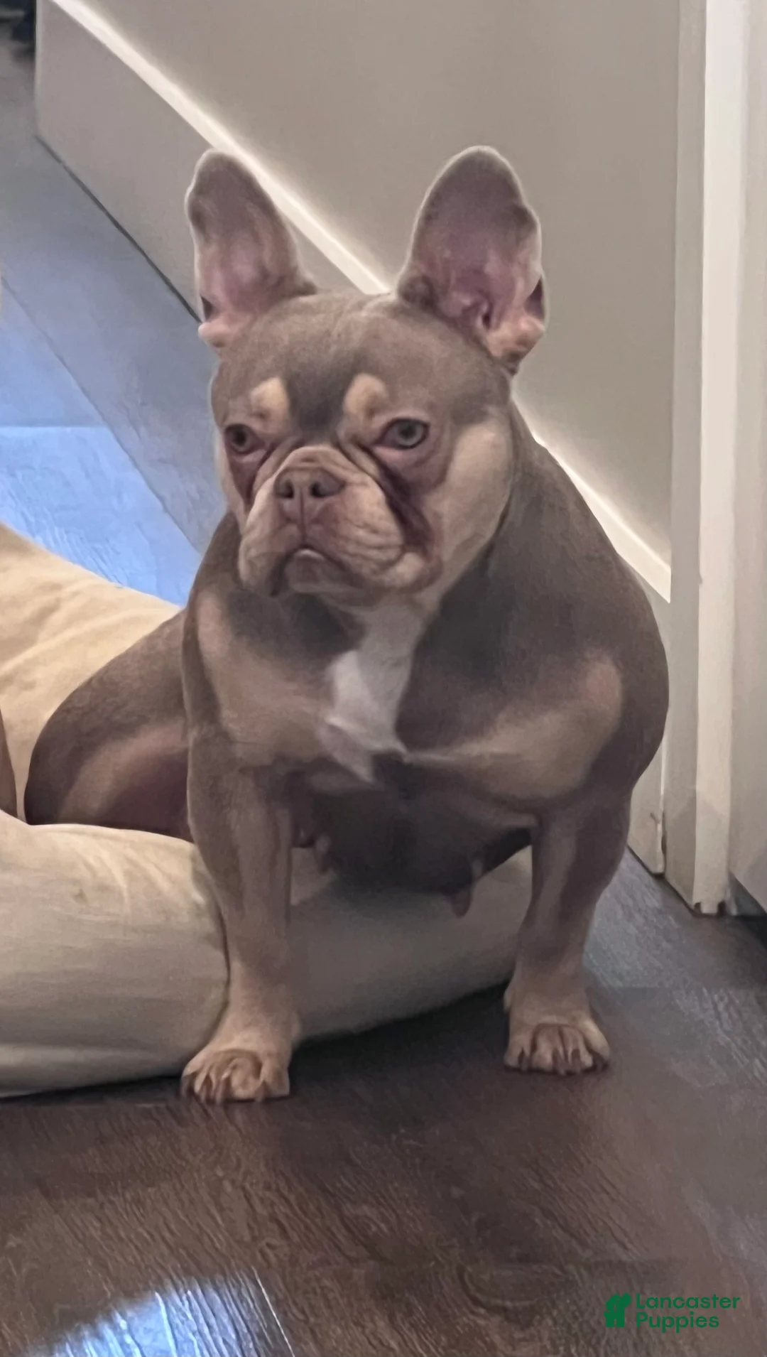 French Bulldog dogs for sale: French Bulldog Puppy 4/Stallone - Ad 2