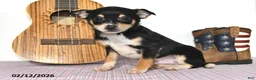Mixed Breed dogs for sale: Fox - Ad 4