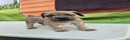 Cane Corso dogs for sale: ZEUS - Ad 5