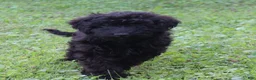 Mini Goldendoodle dogs for sale: Finley - Ad 4