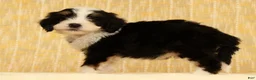 Mini Bernedoodle dogs for sale: Oscar - Ad 7