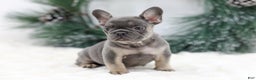 French Bulldog dogs for sale: Jaxon - Ad 5