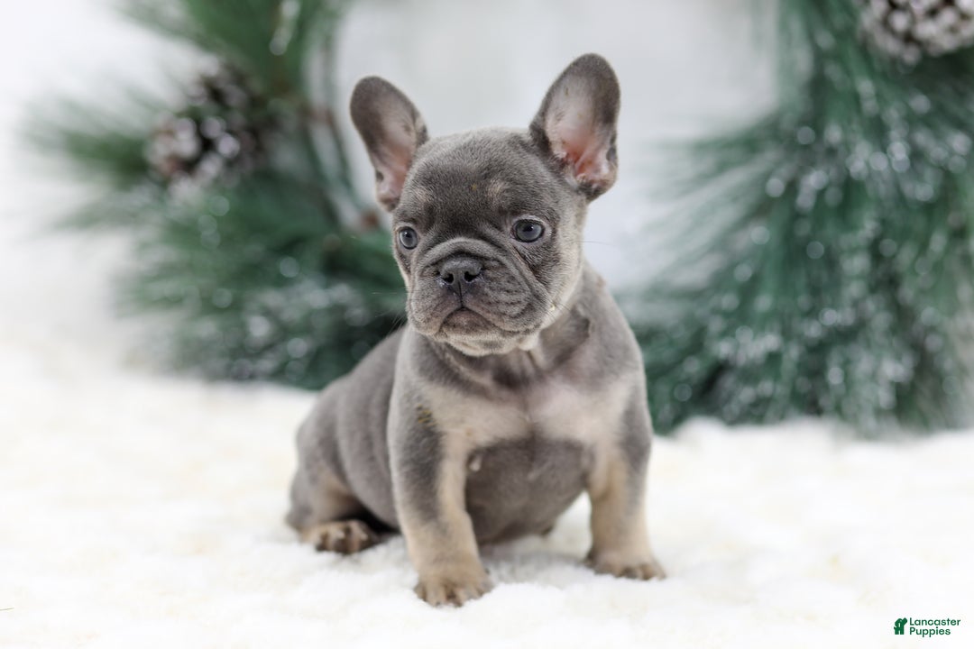 French Bulldog dogs for sale: Jaxon - Ad 5