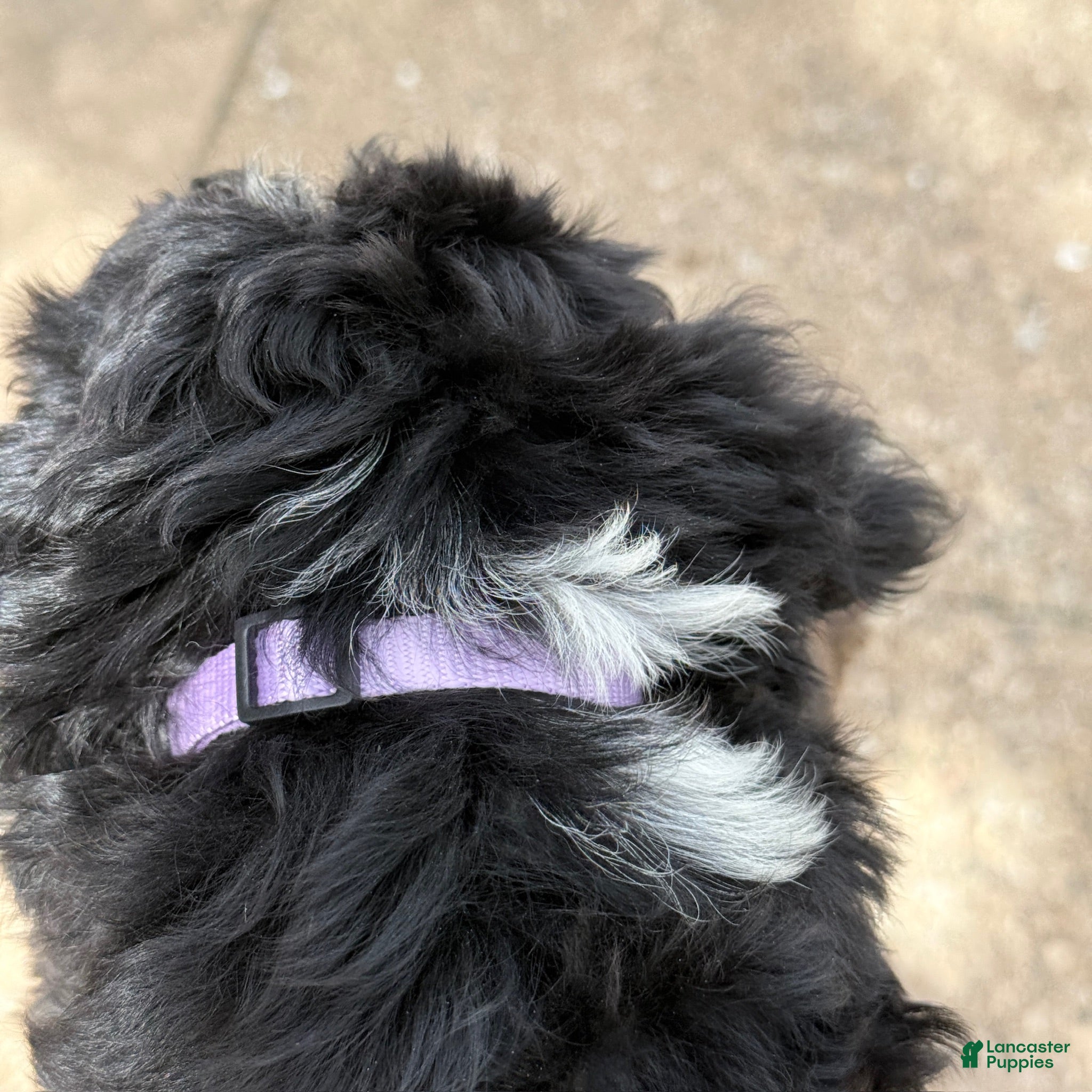 Bernedoodle dogs Stunning Bernedoodle - 3yr Warranty - Family Socialized - Tri  - Ad 2