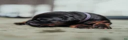 Doberman Pinscher dogs for sale: Obsidian Wildfire’s Ember - Ad 3