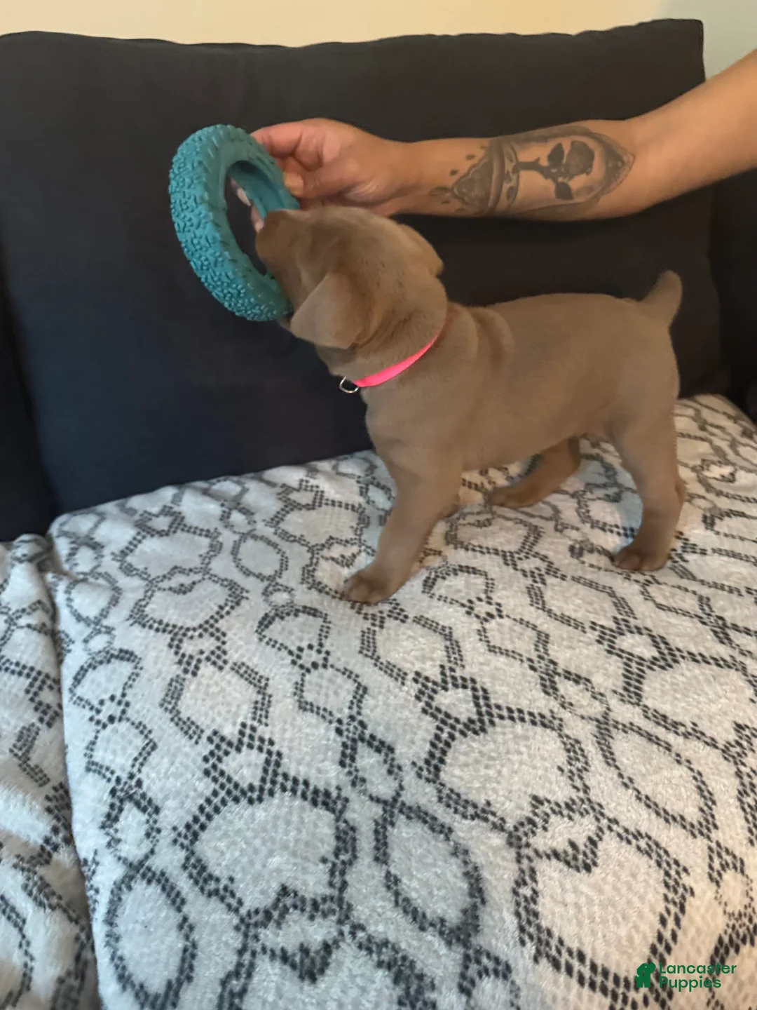 Mixed Breed dogs for sale: Lola - Ad 2