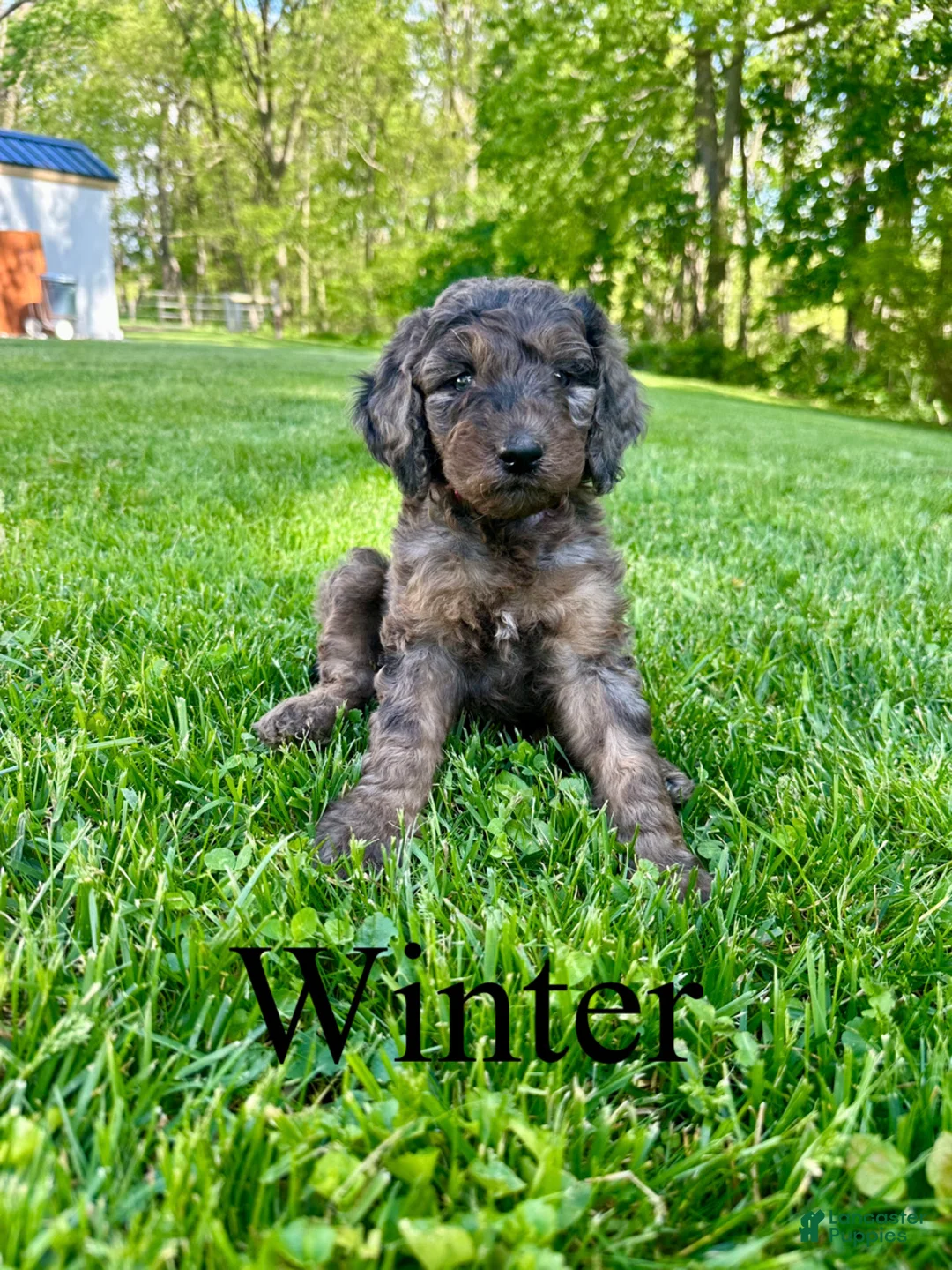 Goldendoodle dogs for sale: Winter- Standard F1B - Ad 1