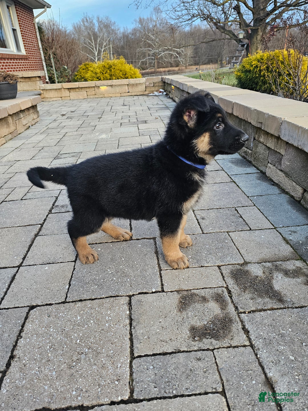 German Shepherd dogs for sale: Chance - Ad 4