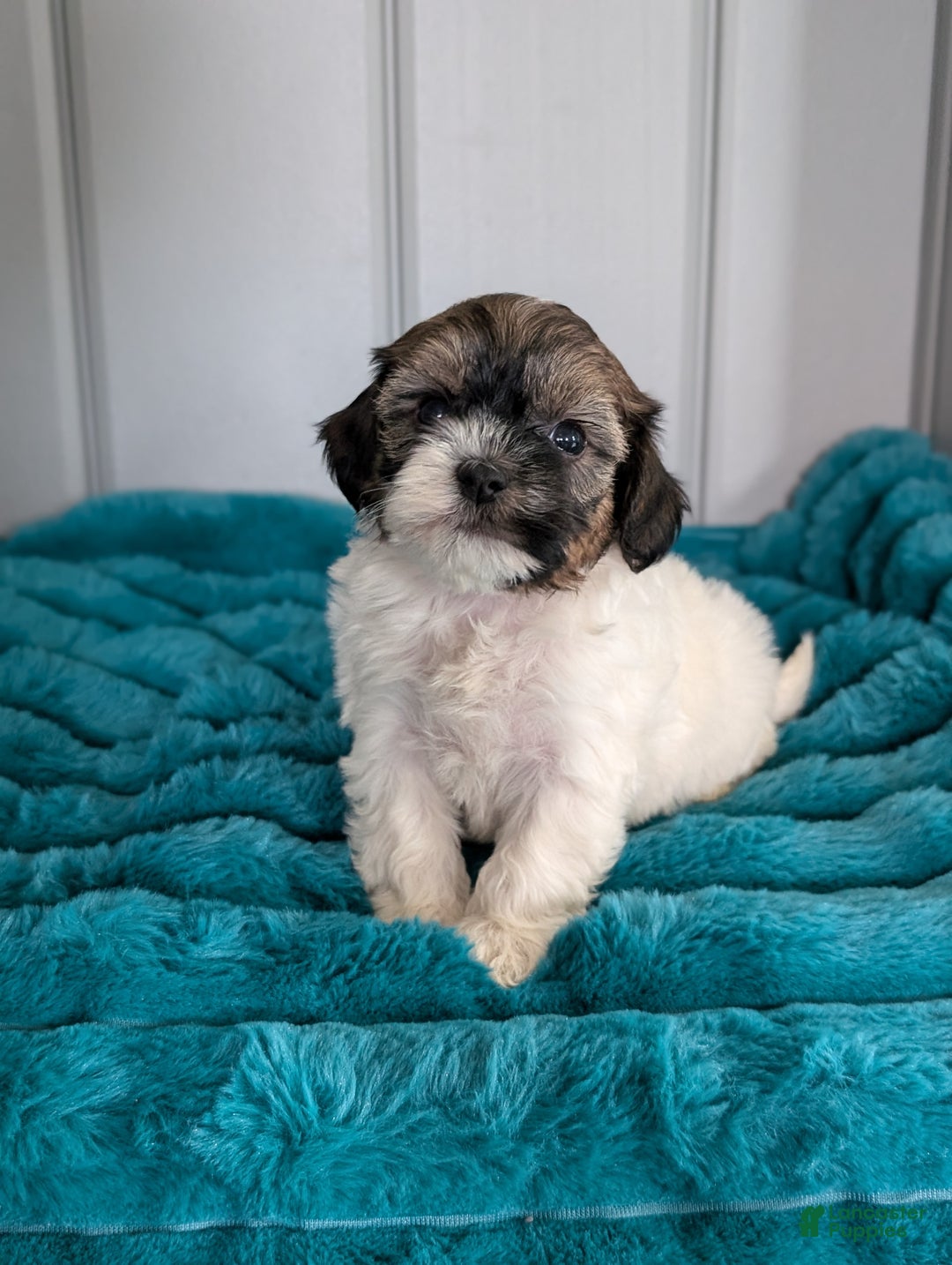 Havapoo dogs for sale: Oakley  - Ad 1