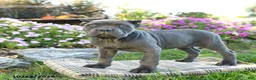 Cane Corso dogs for sale: Tahira - Ad 3