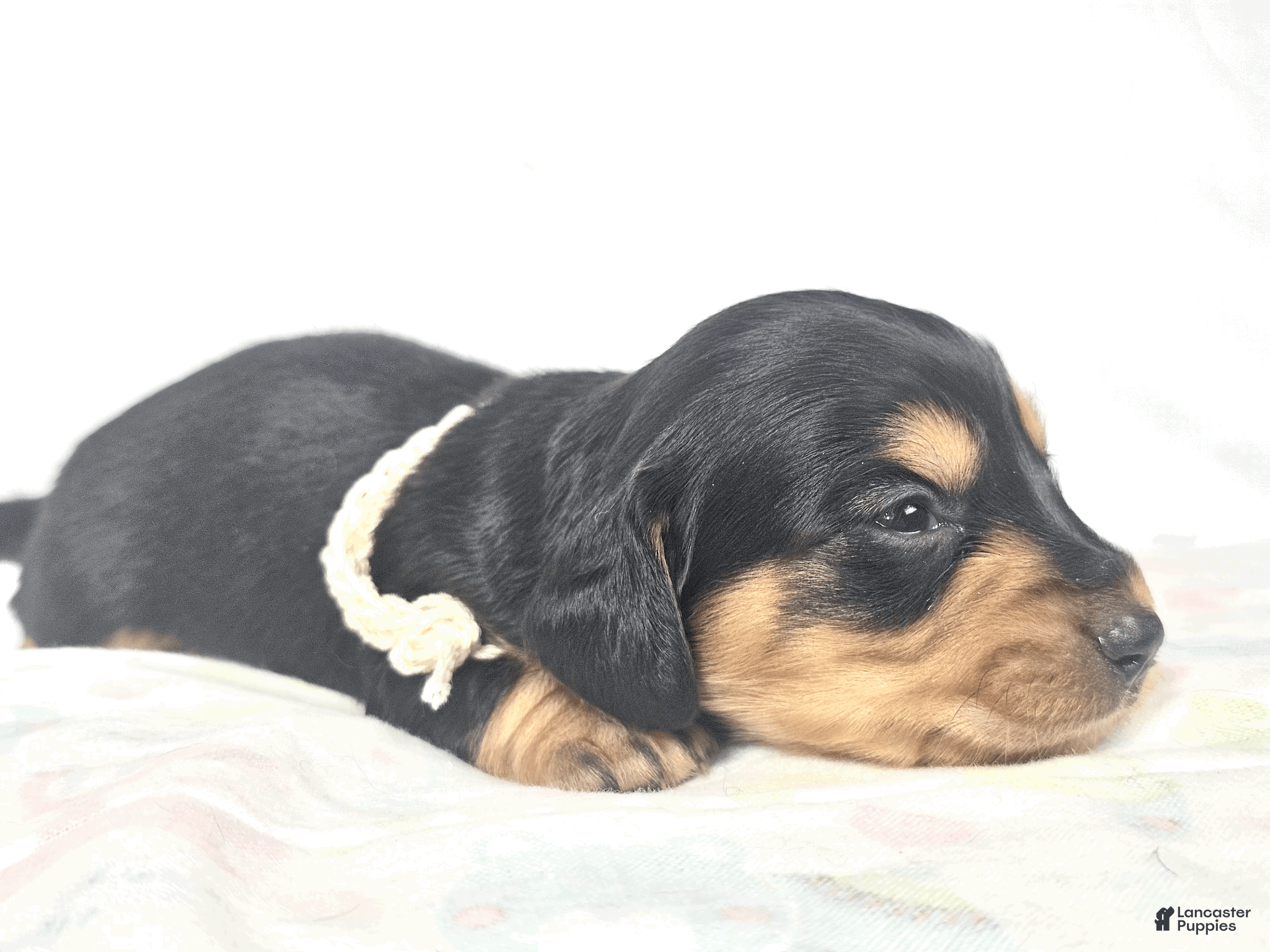 Miniature Dachshund dogs Cheese - Ad 1