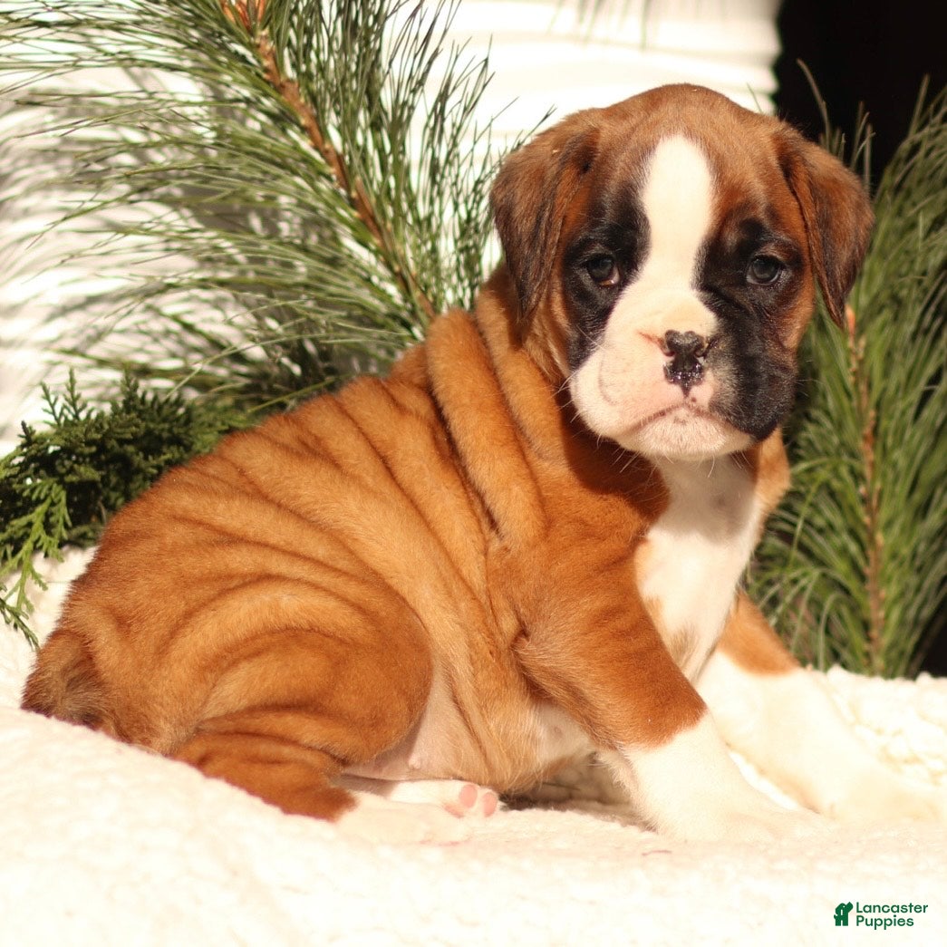 Boxer dogs Amber - Ad 34