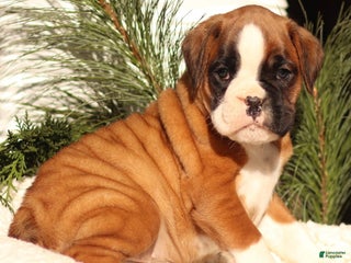 Boxer dogs Amber - Ad 34