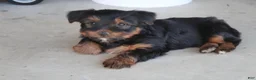 Yorkshire Terrier dogs for sale: Rambo - Ad 11