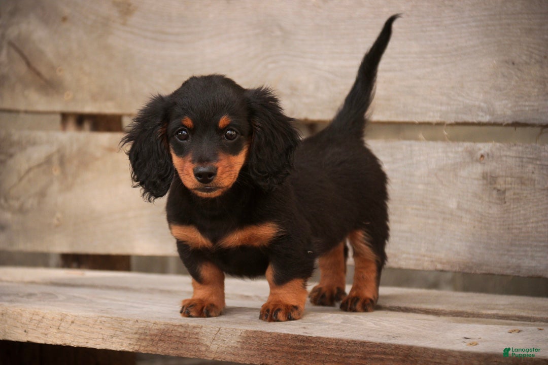 Miniature Dachshund dogs Sally Miniature Dachshund  - Ad 1