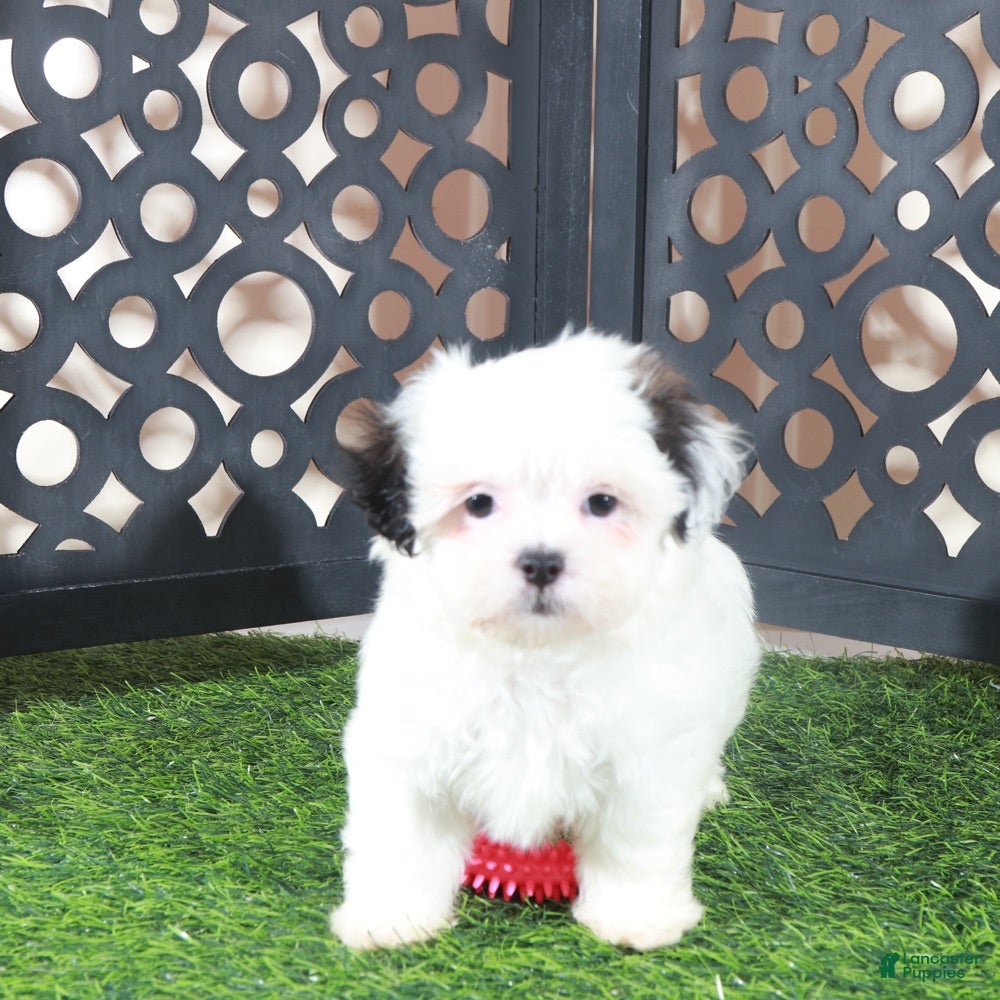 Teddy Bear dogs Grace Pretty Female Teddy Bear Puppy - Ad 2