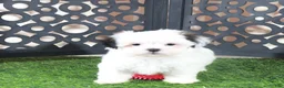 Teddy Bear dogs for sale: Grace Pretty Female Teddy Bear Puppy - Ad 2